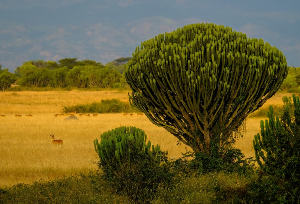 UNESCO Weltnaturerbe Bwindi Nationalpark & Lake Mutanda